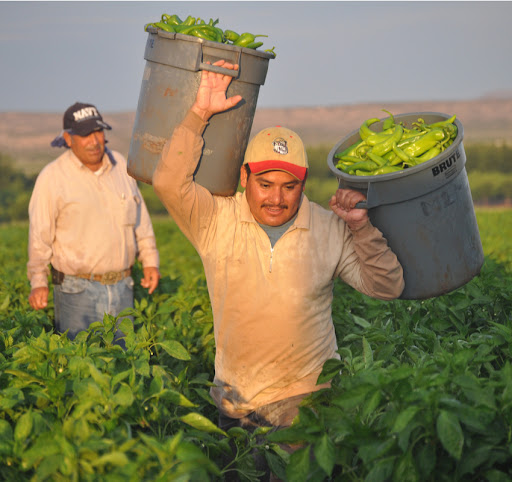 Two farmworkers in a field. One is carrying 2 bins of produce.
