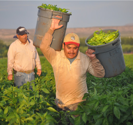 Farmworker carrying large bins of peppers through a field.