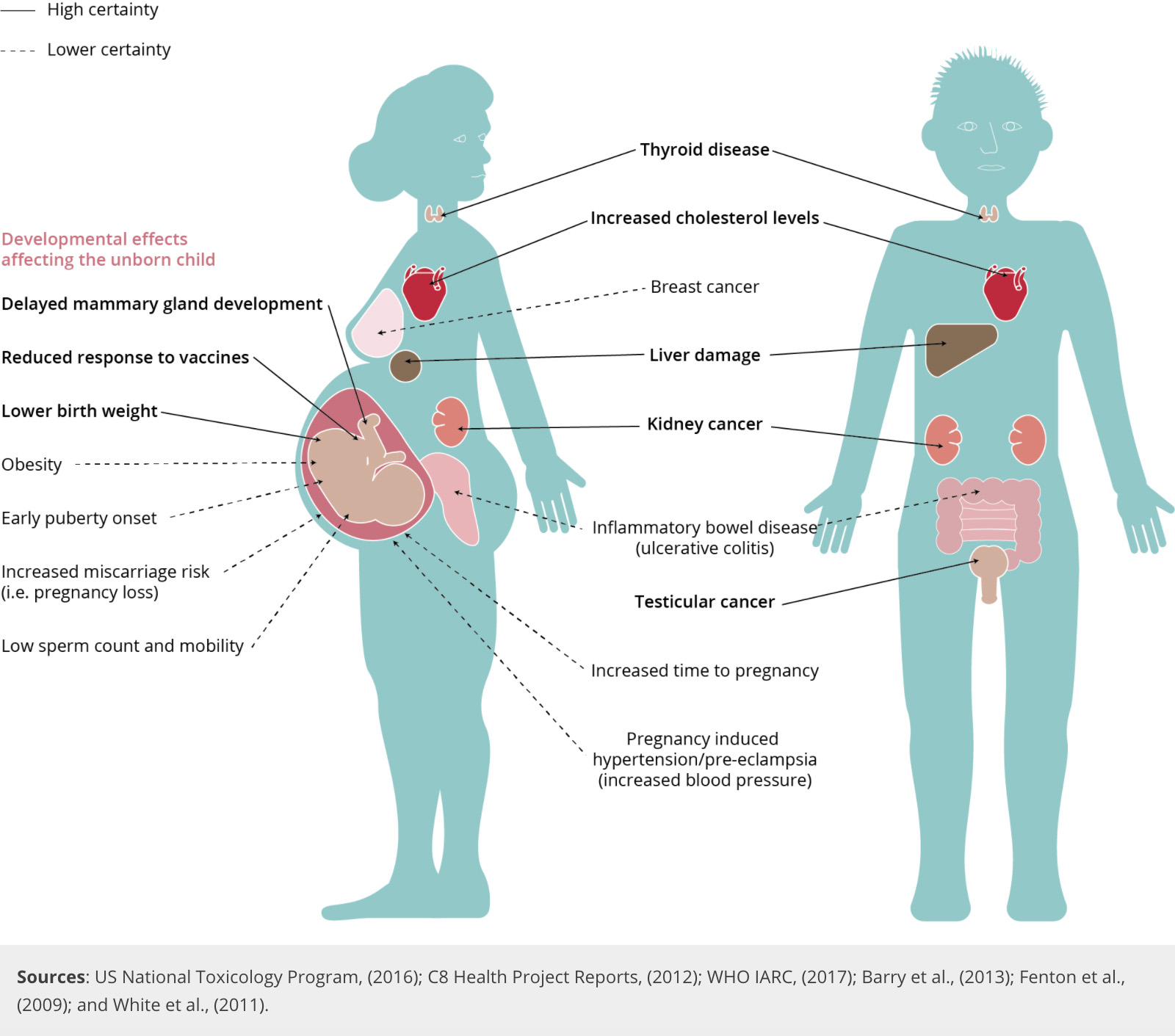 This image illustrates how PFAS have been linked to adverse affects in nearly every organ in the body.