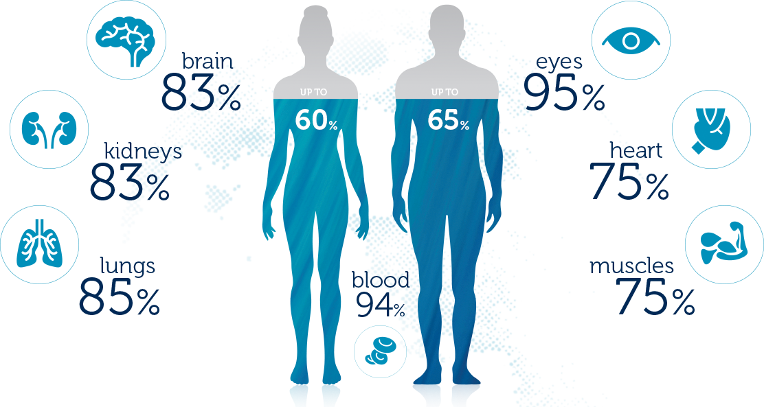 Image illustrating the proportion of different organs that is comprised of water: 83% for brain and kidneys, 85% for lungs, 95% for eyes, 75% for heart and muscles, and 94% for blood. Put together, up to 60% of a females body is water, and up to 65% for males.