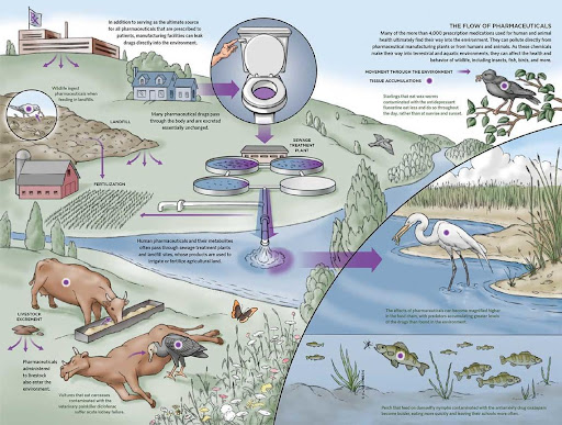 This image illustrates how pharmaceuticals can travel from humans through wastewater to waterways, fish, and other biological organisms.