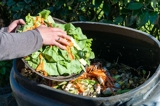 Leafy greens and vegetables being placed in a compost bin.