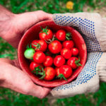 2 pairs of hands holding a bowl of tomatoes in the center of the photo.