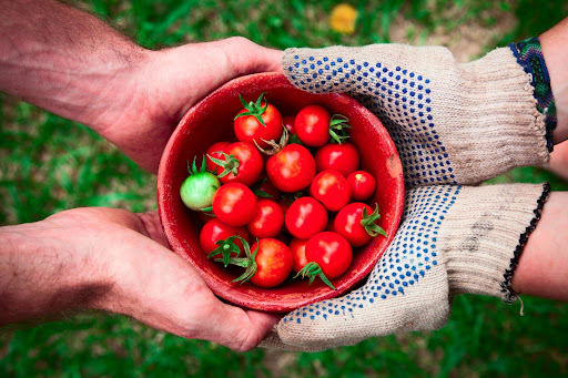 2 pairs of hands holding a bowl of tomatoes in the center of the photo.