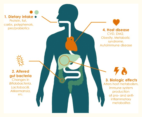 This image illustrates how dietary intake relates to gut bacteria, disease, and other biological effects.